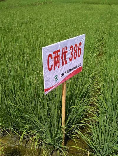 C两优386 