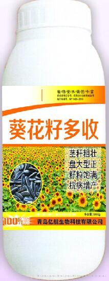 葵花籽多收
