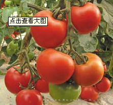供应威霸5号番茄—番茄种子 