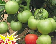供应金鼎1号番茄—番茄种子 