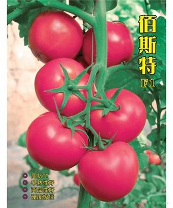 佰斯特