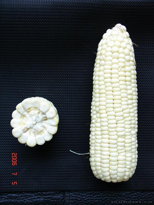 鄂白糯1号