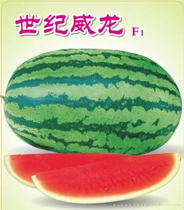 世纪威龙