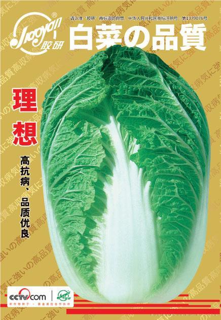 理想——春播白菜