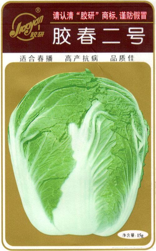 胶春二号——春播白菜