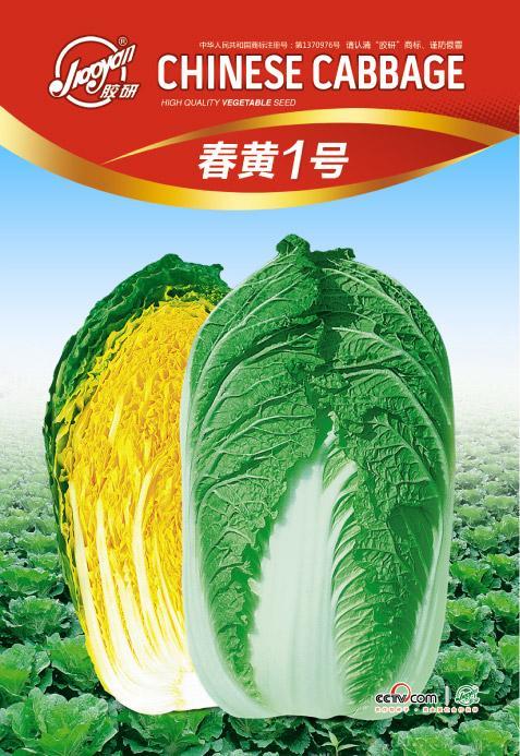 春黄1号——春播白菜