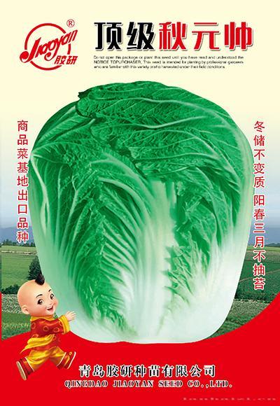 顶级秋元帅——秋播白菜
