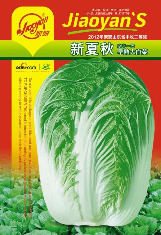 新夏秋——秋播白菜