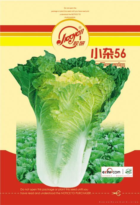 小杂56——秋播白菜