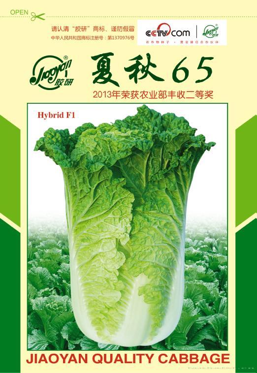 夏秋65——秋播白菜