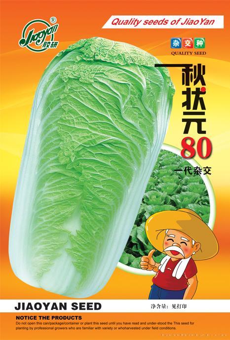秋状元80——秋播白菜