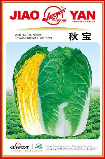 秋宝——秋播白菜