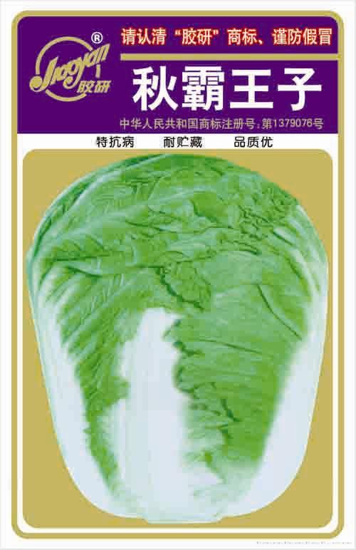 秋霸王子——秋播白菜
