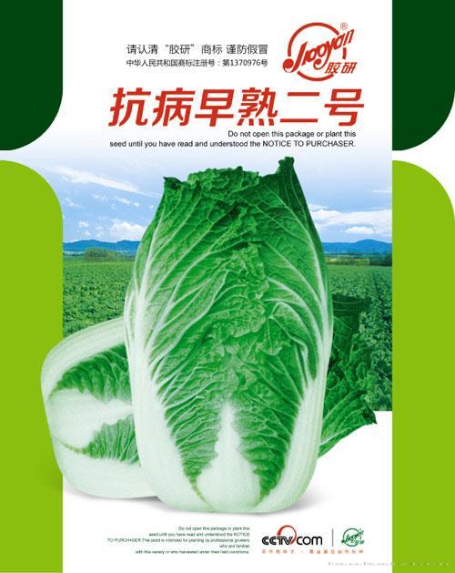 抗病早熟二号——秋播白菜