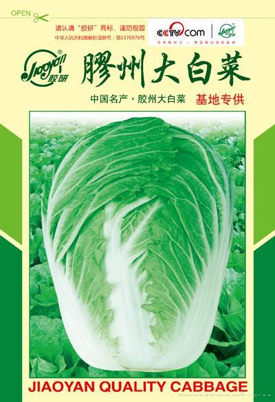 胶州大白菜——秋播白菜