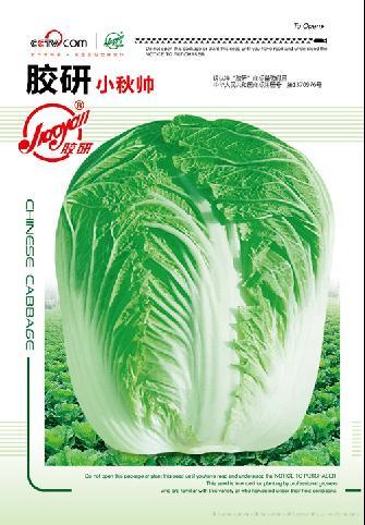 胶研小秋帅——秋播白菜