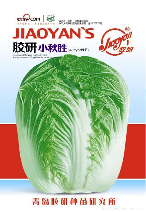 胶研小秋胜——秋播白菜
