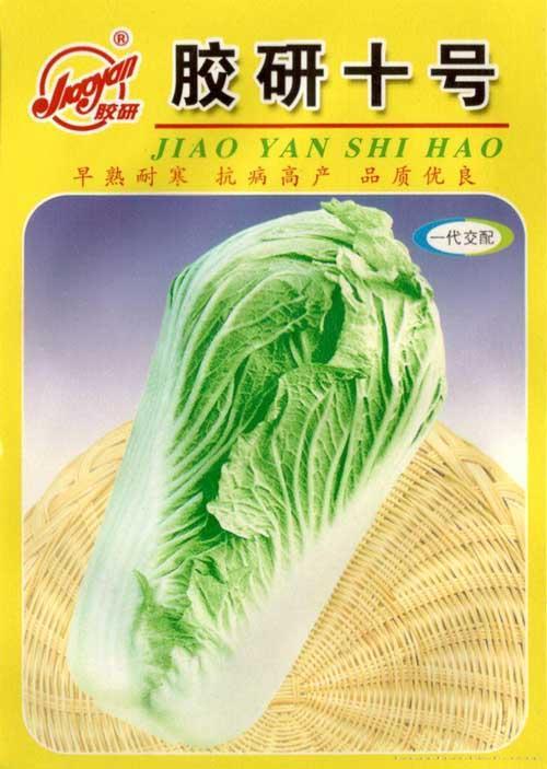 胶研十号——秋播白菜