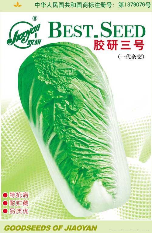 胶研三号——秋播白菜