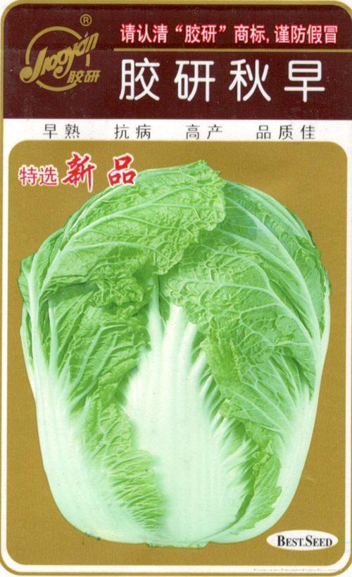 胶研秋早——秋播白菜