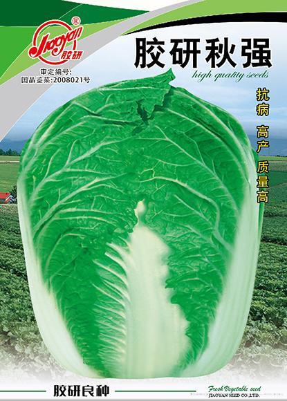 胶研秋强——秋播白菜