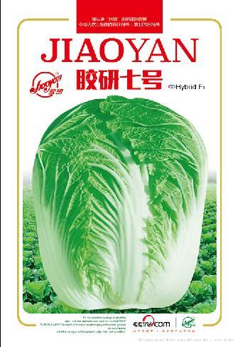 胶研七号——秋播白菜