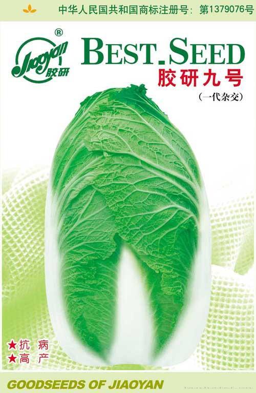 胶研九号——秋播白菜