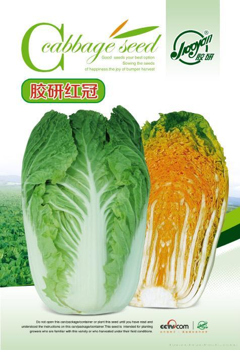胶研红冠——秋播白菜