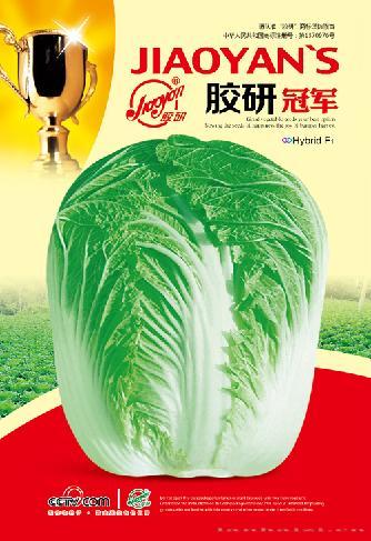 胶研冠军——秋播白菜