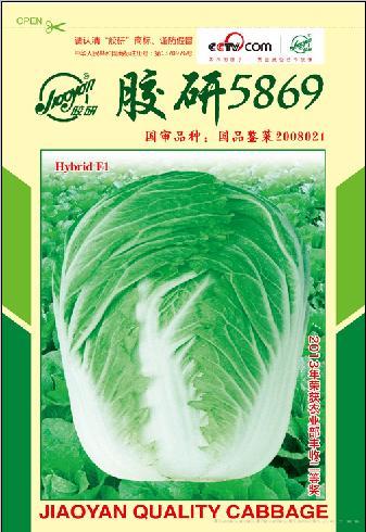 胶研5869——秋播白菜