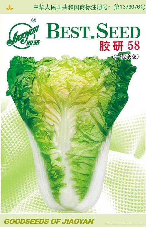 胶研58——秋播白菜