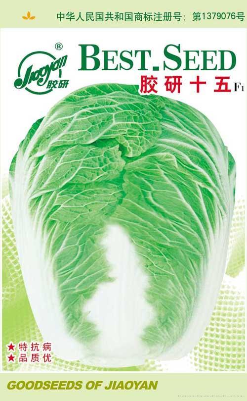 胶研15——秋播白菜