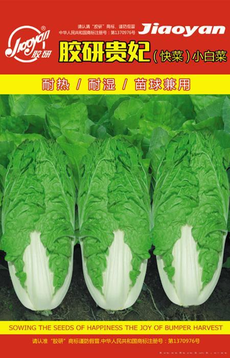 胶研贵妃快菜——速生小白菜