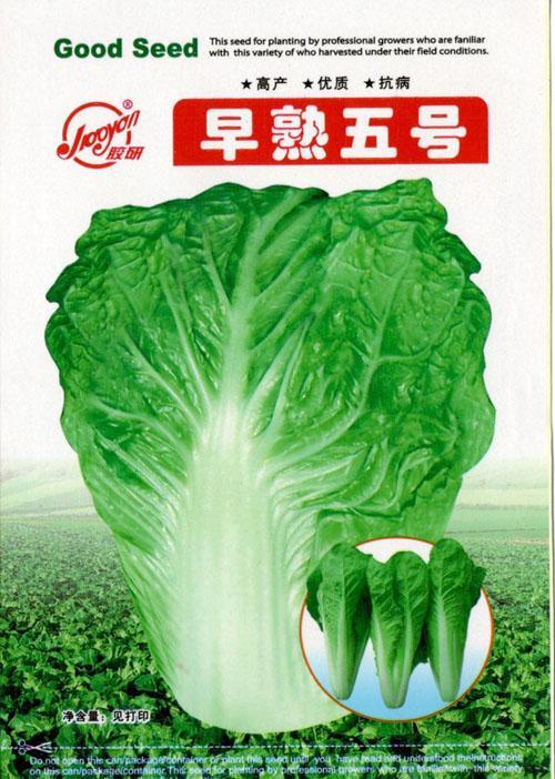 早熟五号——速生小白菜