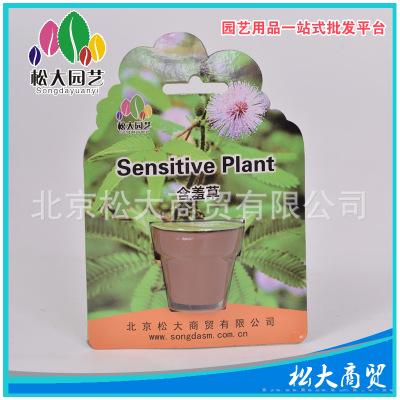含羞草