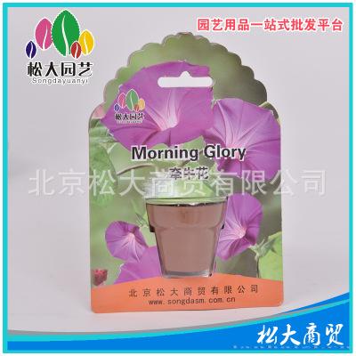 矮牵牛花