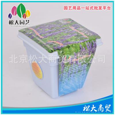 薰衣草