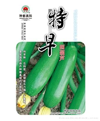 特早西葫芦