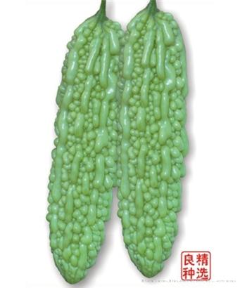中泰苦瓜