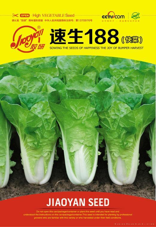 速生188（快菜）——速生小白菜