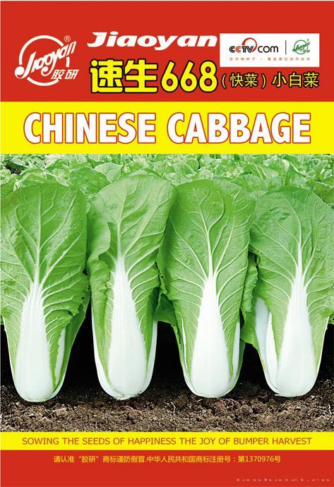 速生668（快菜）小白…——速生小白菜