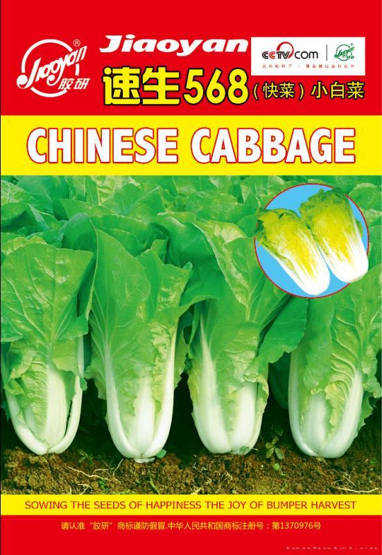 速生568（快菜）小白…——速生小白菜