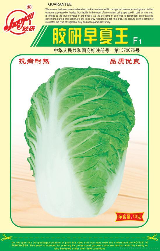 胶研早夏王——夏播白菜