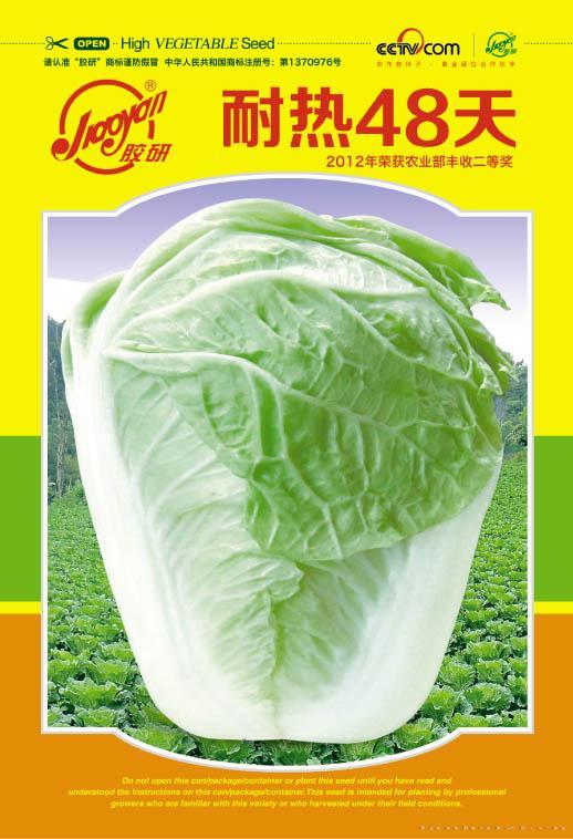 耐热48天——夏播白菜