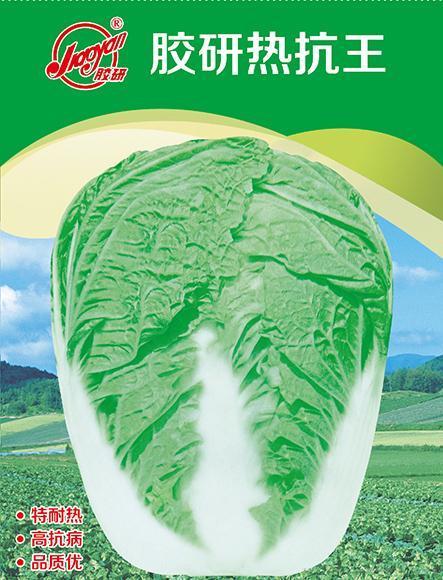 精品胶研热抗王F1——夏播白菜