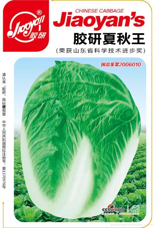 胶研夏秋王——夏播白菜