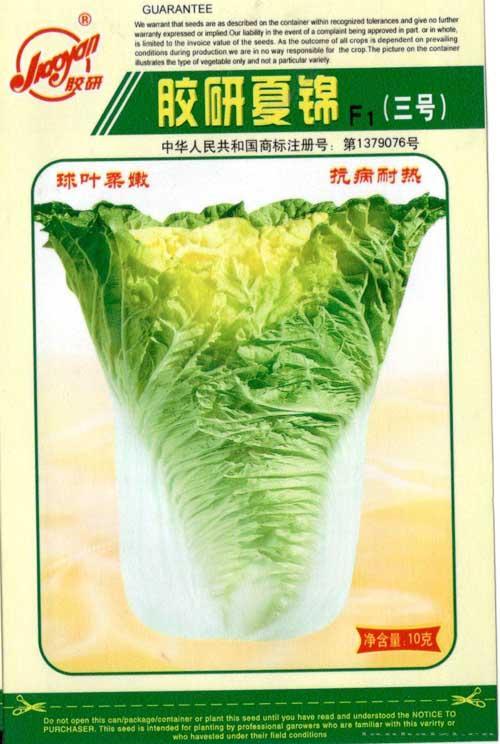 胶研夏锦三号——夏播白菜