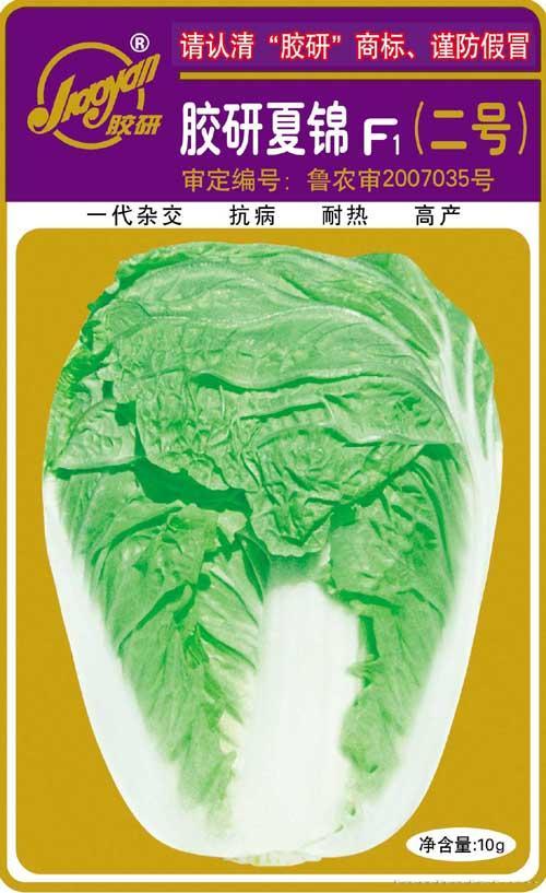胶研夏锦F1（二号）——夏播白菜