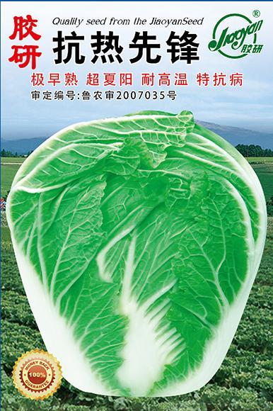 胶研抗热先锋——夏播白菜