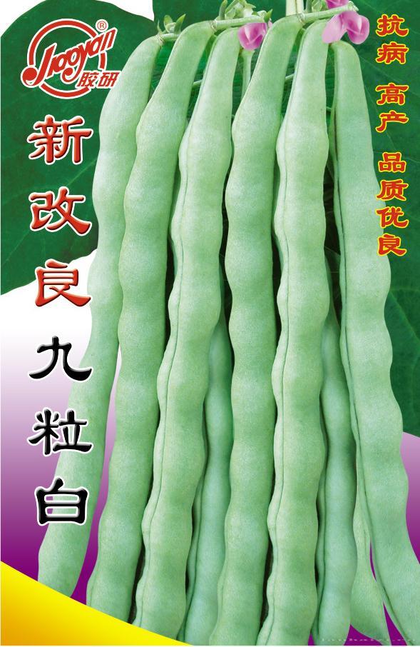 新改良九粒白——豆类